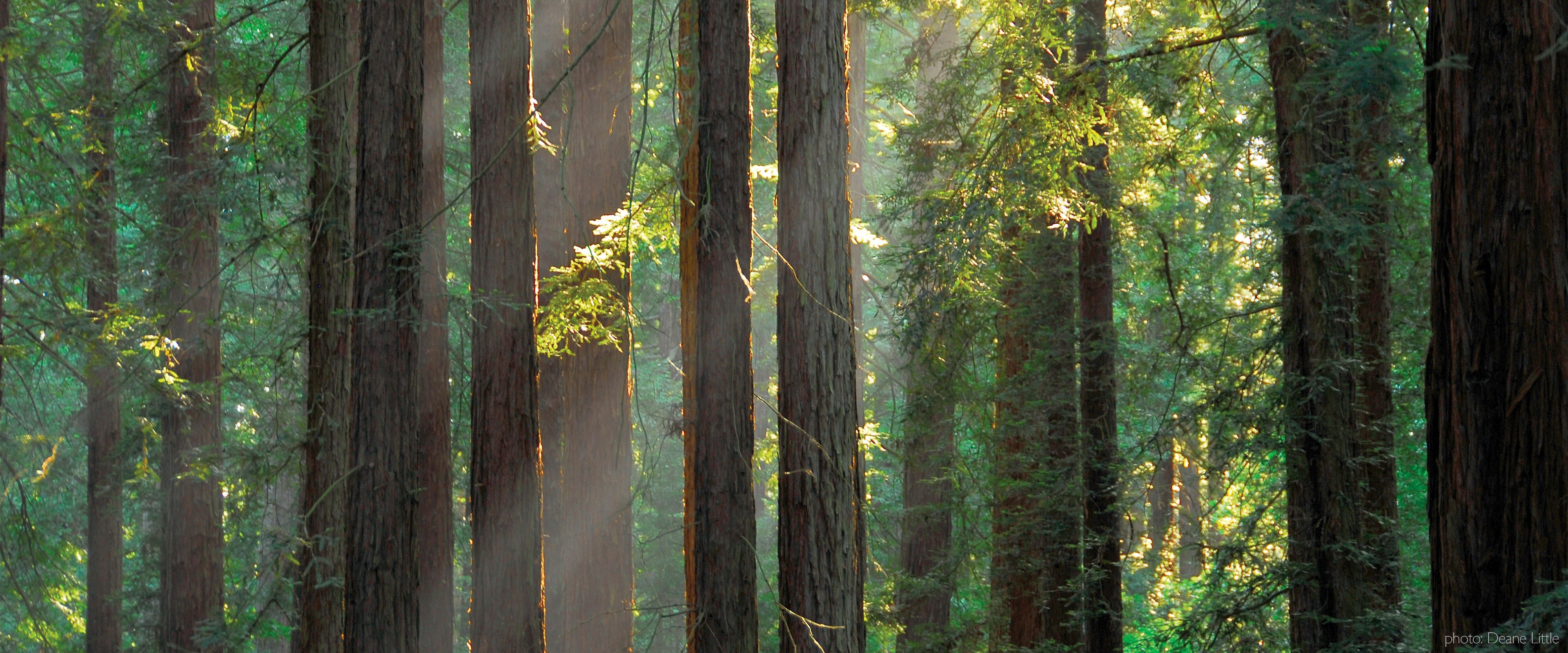 Sunlight streams through tall, straight redwood trees in a dense forest, illuminating green ferns and leaves, creating a peaceful, misty atmosphere with rays of light and rich earthy tones.